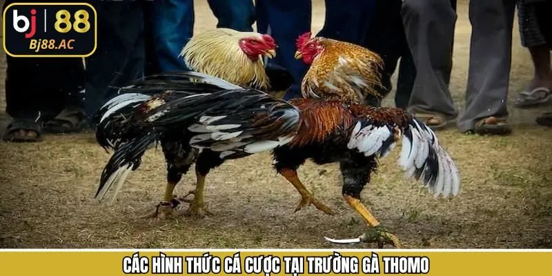 Trường gà Thomo cùng những hình thức nổi bật