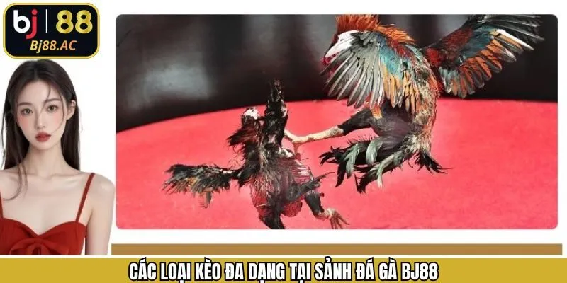 Các kèo phổ biến khi dự đoán chọi kê