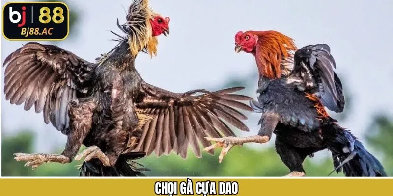Chọi Gà Cựa Dao - Đỉnh Cao Kịch Tính Từng Phút Tại Bj88