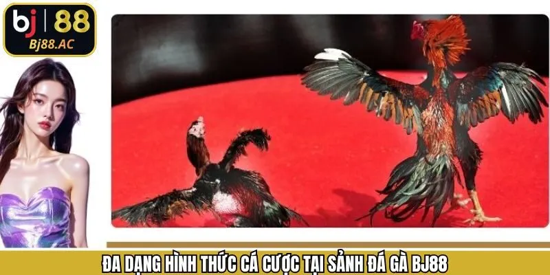 Các hình thức chọi gà hấp dẫn không thể rời mắt