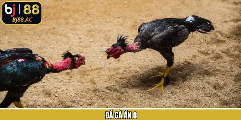 Đá Gà Ăn 8 - Lý Giải Về Kèo Cược Phổ Biến Tại Bj88