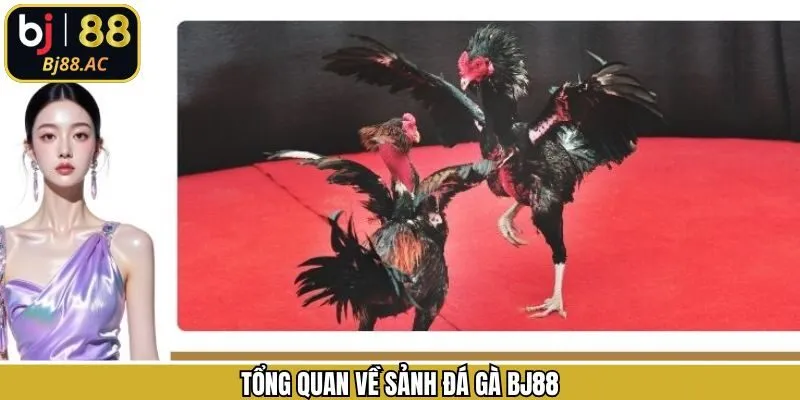 Khái quát về sảnh đá gà