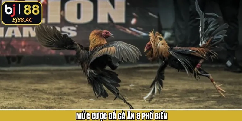 Khám phá những lựa chọn trong đá gà ăn 8