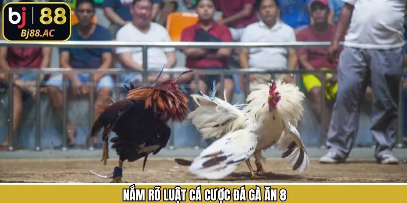 Hé lộ quy luật dễ hiểu khi tham gia đá gà ăn 8