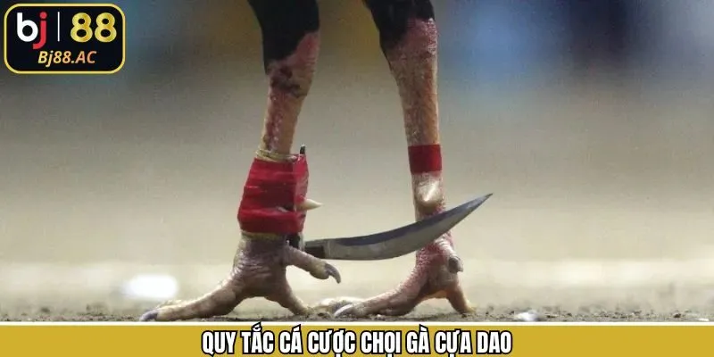 Khám phá luật chơi chọi gà cựa dao dễ hiểu nhất