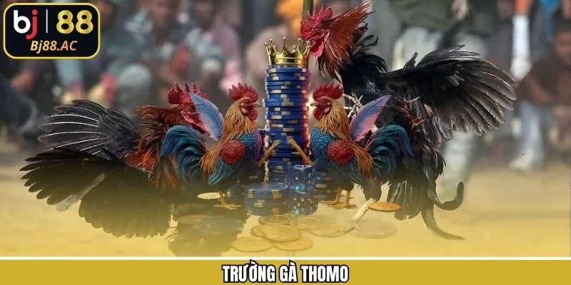 Trường Gà Thomo - Thiên Đường Rực Lửa Có Tại Bj88